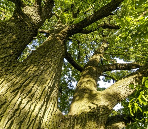 Il Salento e i suoi alberi da leggenda