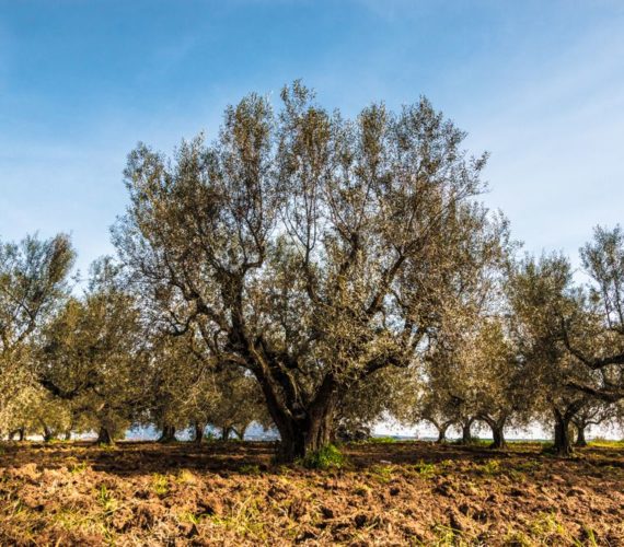 Gli Ulivi Secolari nel Salento