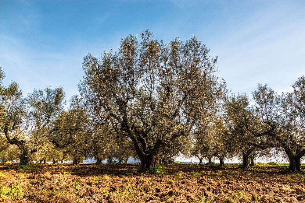 Ulivi Secolari nel Salento