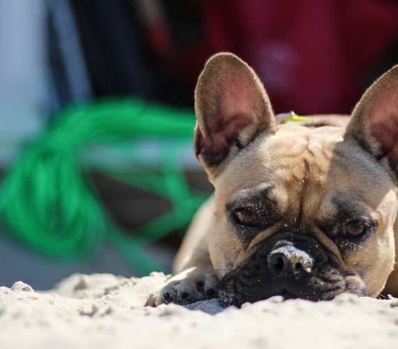 Le spiagge Pet Friendly del Salento