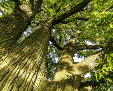 Il Salento e i suoi alberi da leggenda